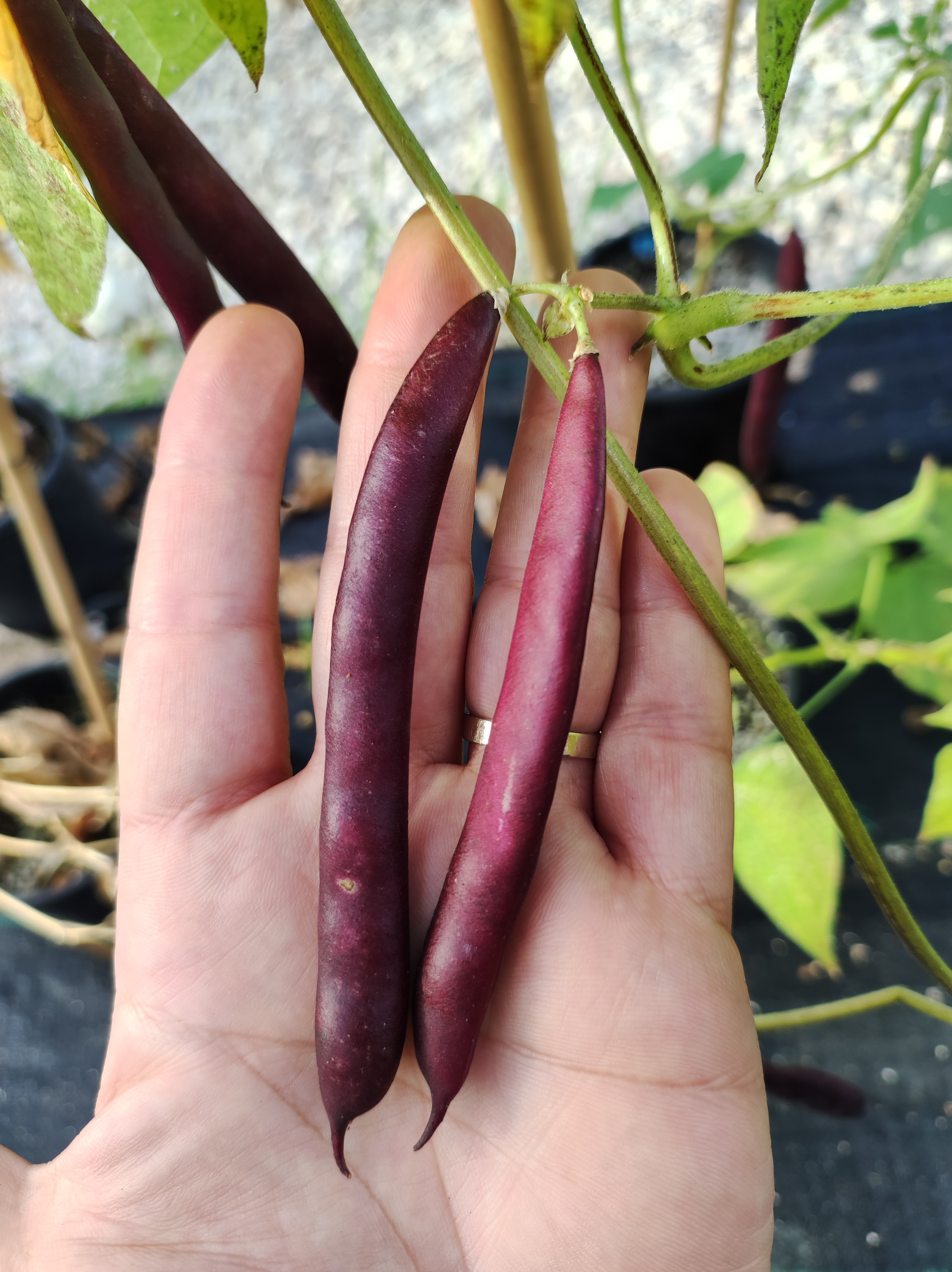 Citizen Science Experiment